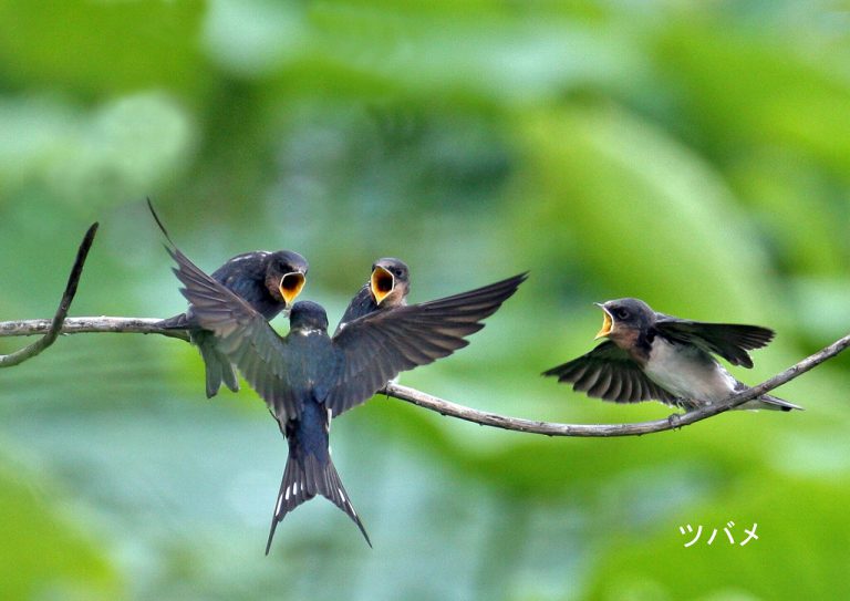 TSUBAME Birds of Japan