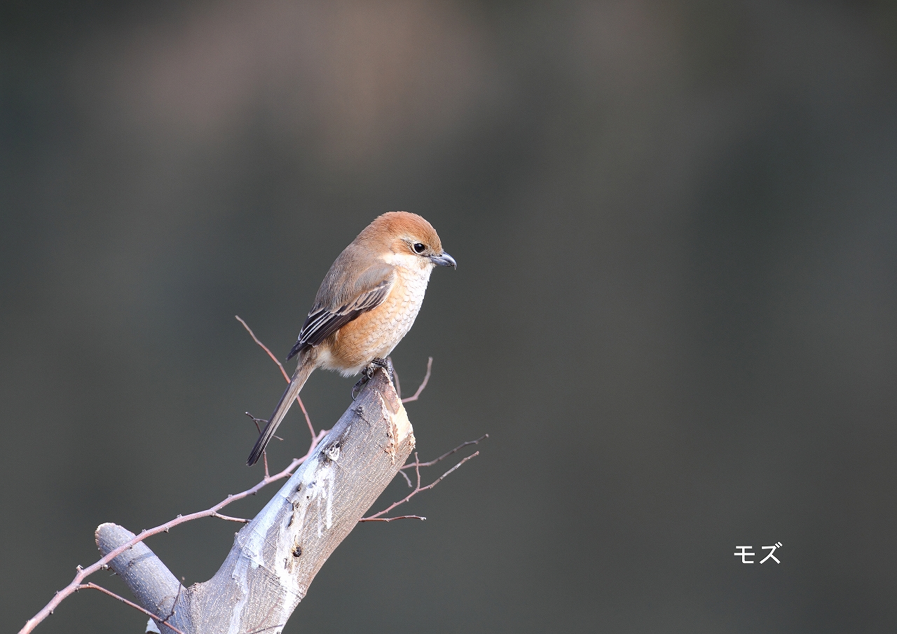 Mozu Birds Of Japan